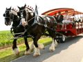 clydesdales1