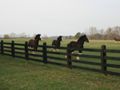 clydesdales2