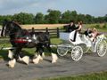 clydesdales_carriage1
