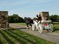 clydesdales_carriage2