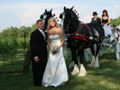 clydesdales_carriage3