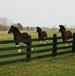north carolina clydesdales